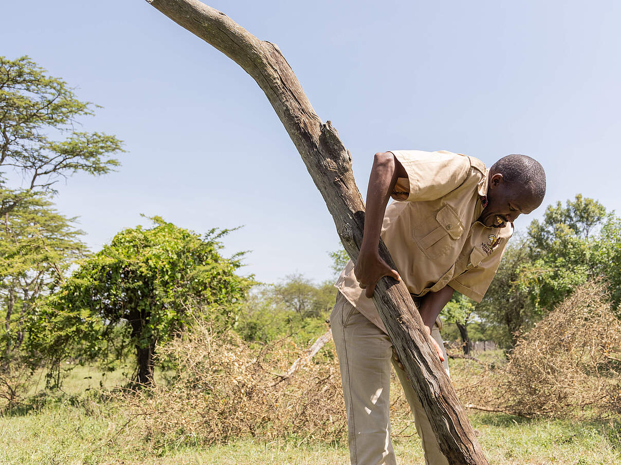 Zaunentfernung für bessere Wildtierkorridore in der Siana in Kenia © Daniel Crous / WWF