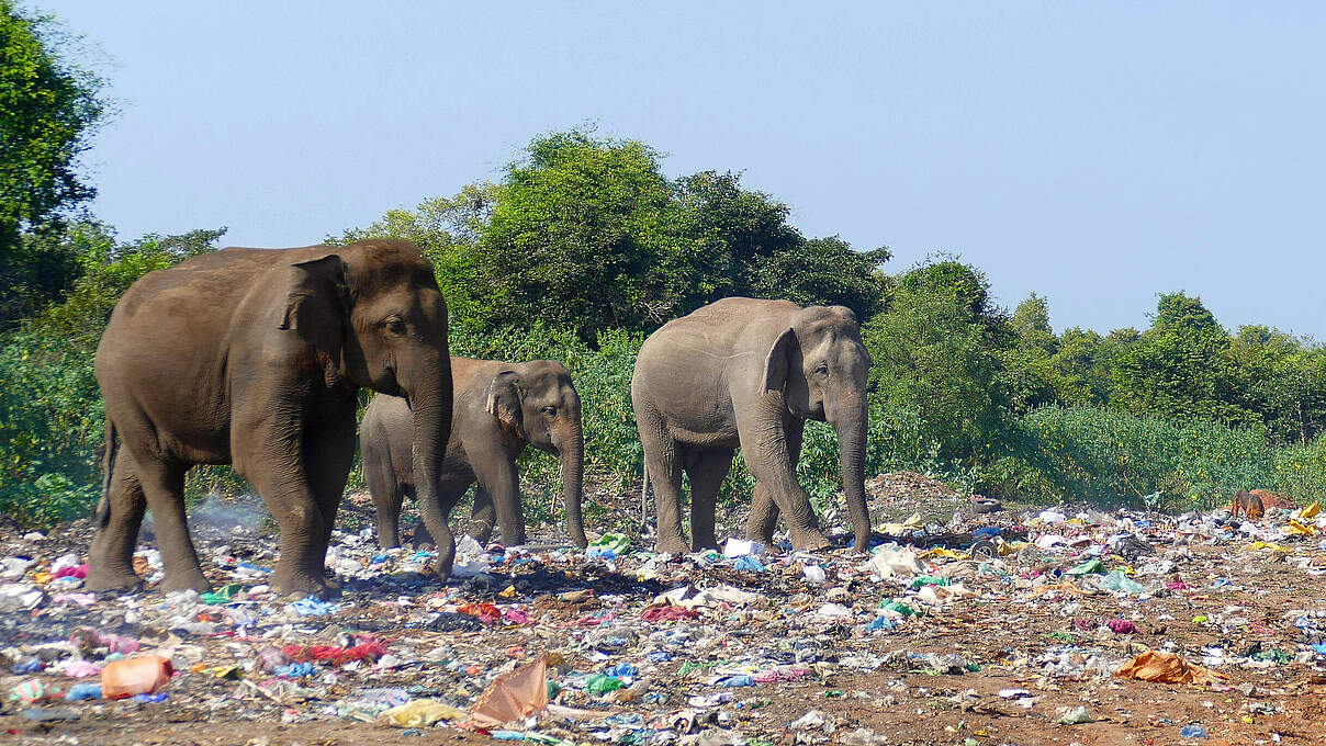 Elefanten auf Mülldeponie Sri Lanka © Ronny Pfeiffer / iStock Getty Images