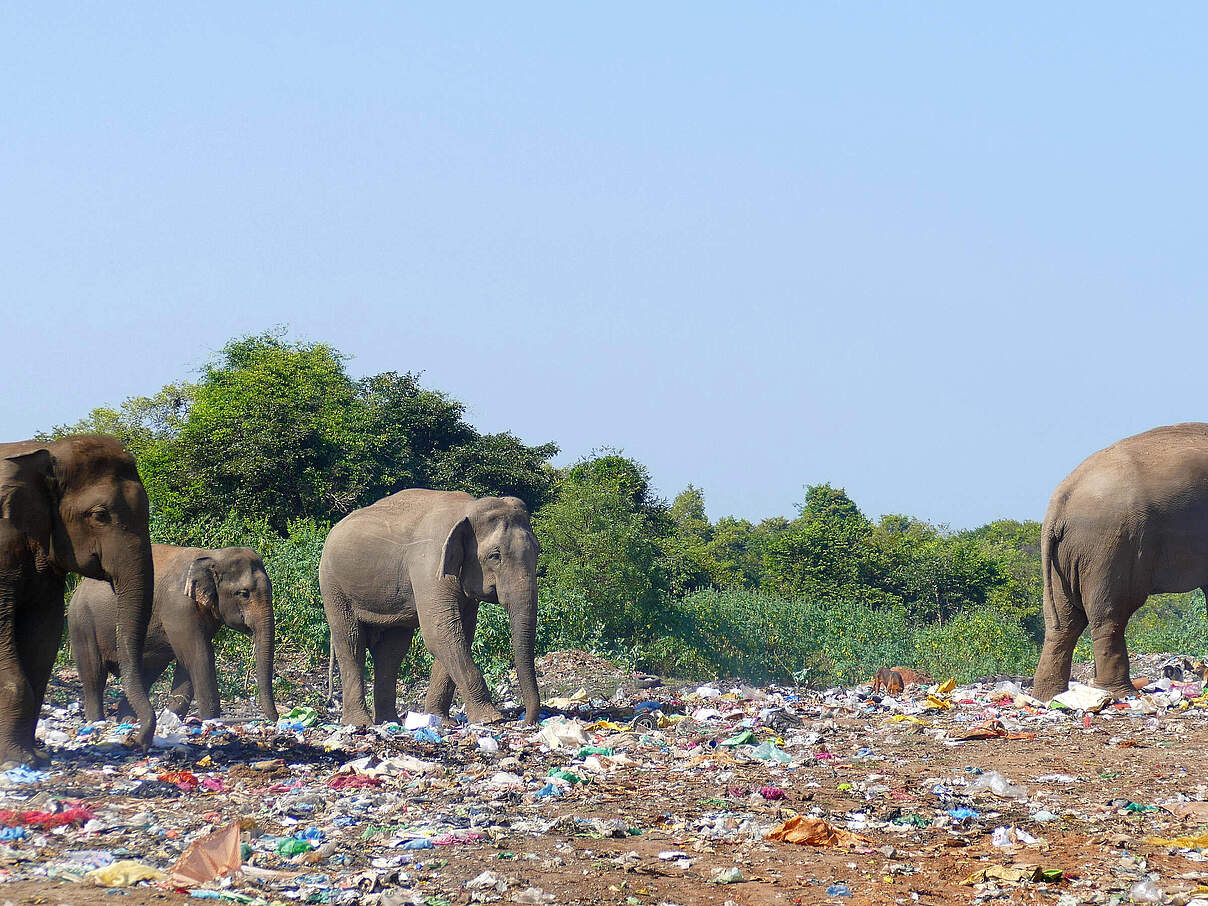 Elefanten auf Mülldeponie Sri Lanka © Ronny Pfeiffer / iStock Getty Images