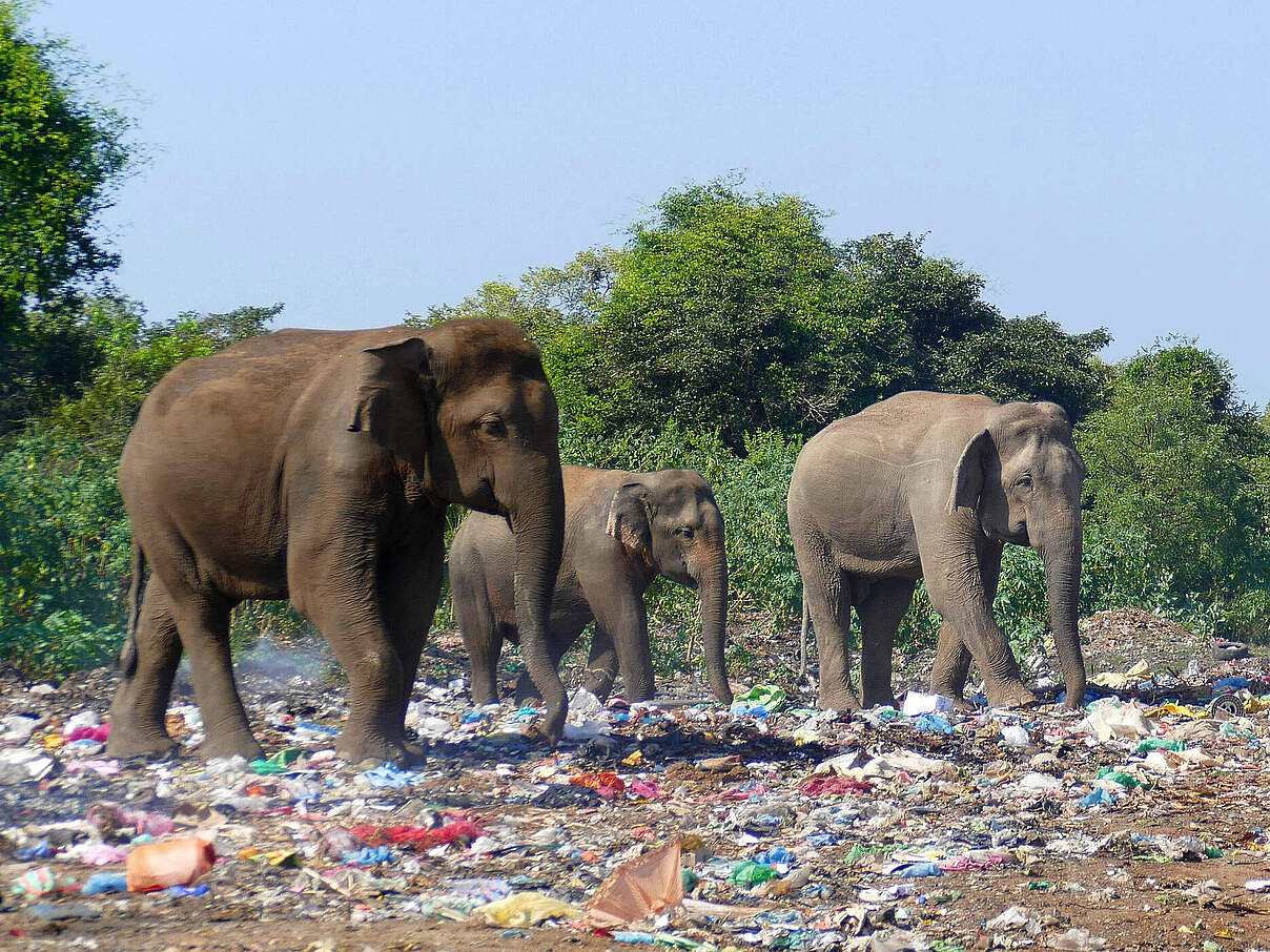 Elefanten auf Mülldeponie Sri Lanka © Ronny Pfeiffer / iStock Getty Images