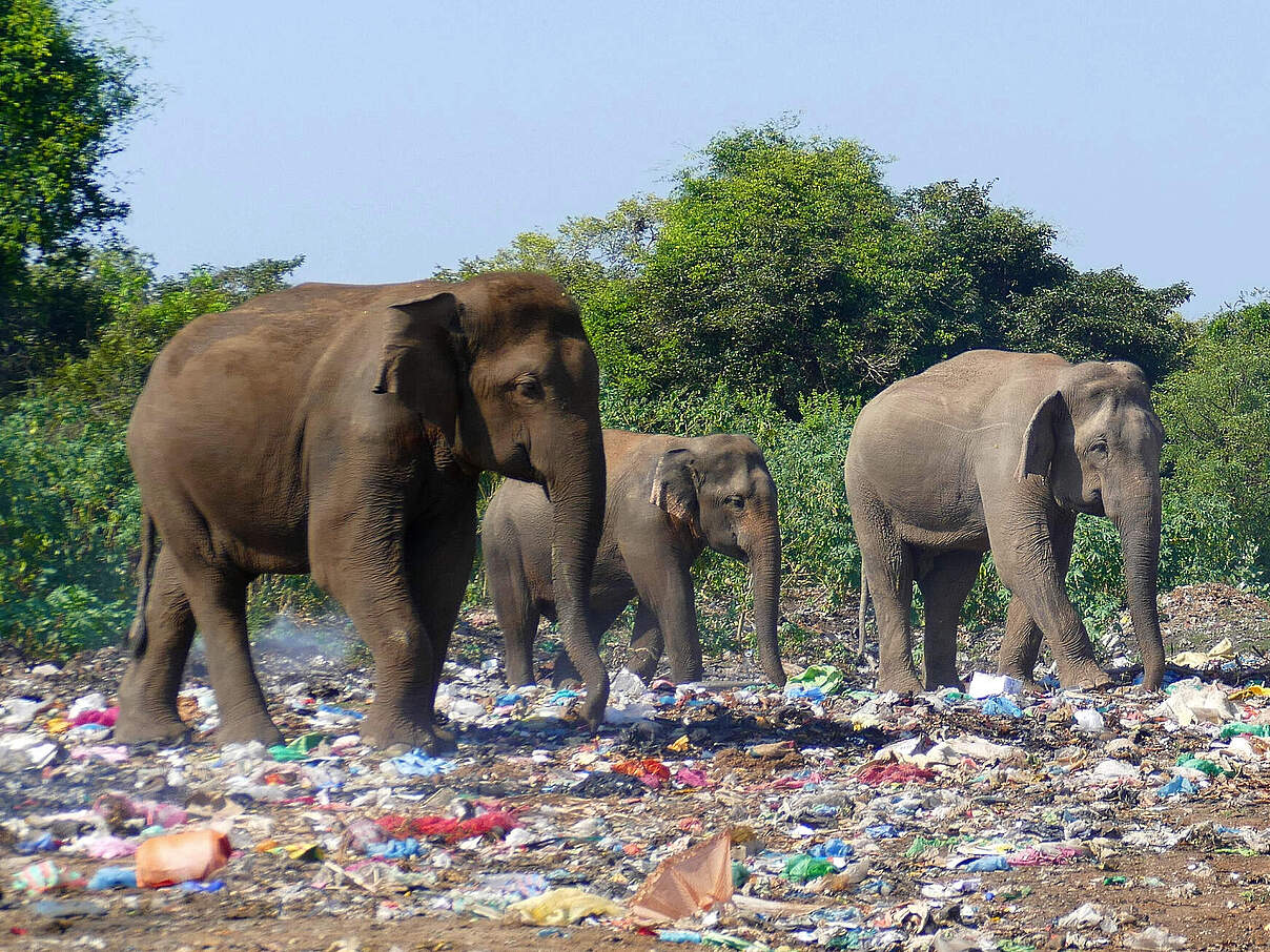 Elefanten auf Mülldeponie Sri Lanka © Ronny Pfeiffer / iStock Getty Images