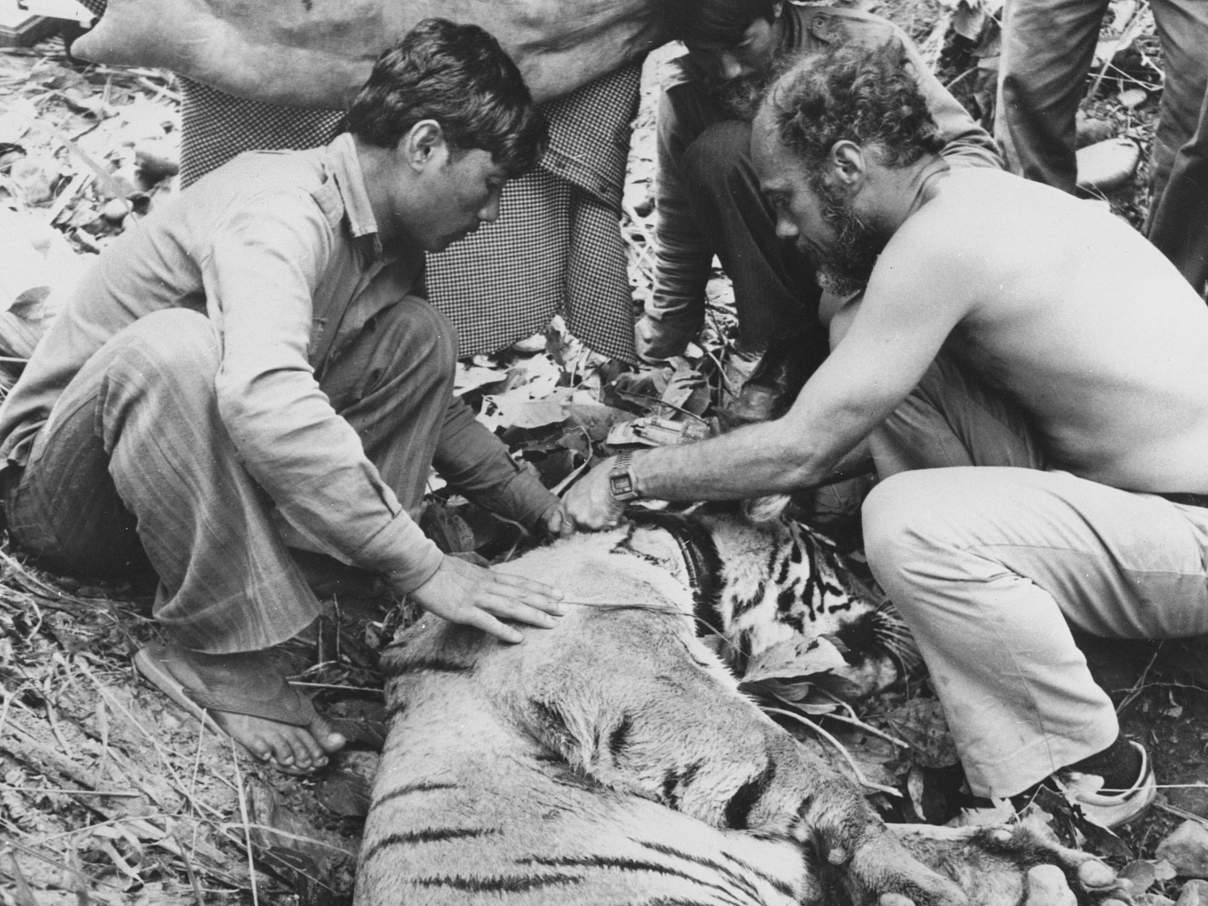 Besenderung eines Tigers im Royal Chitawan National Park in Nepal © Peter Jackson / WWF