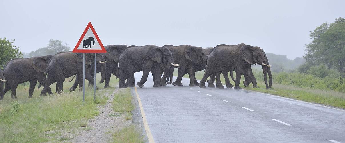 Elefanten überqueren eine Straße in KAZA © NACSO / WWF-Namibia