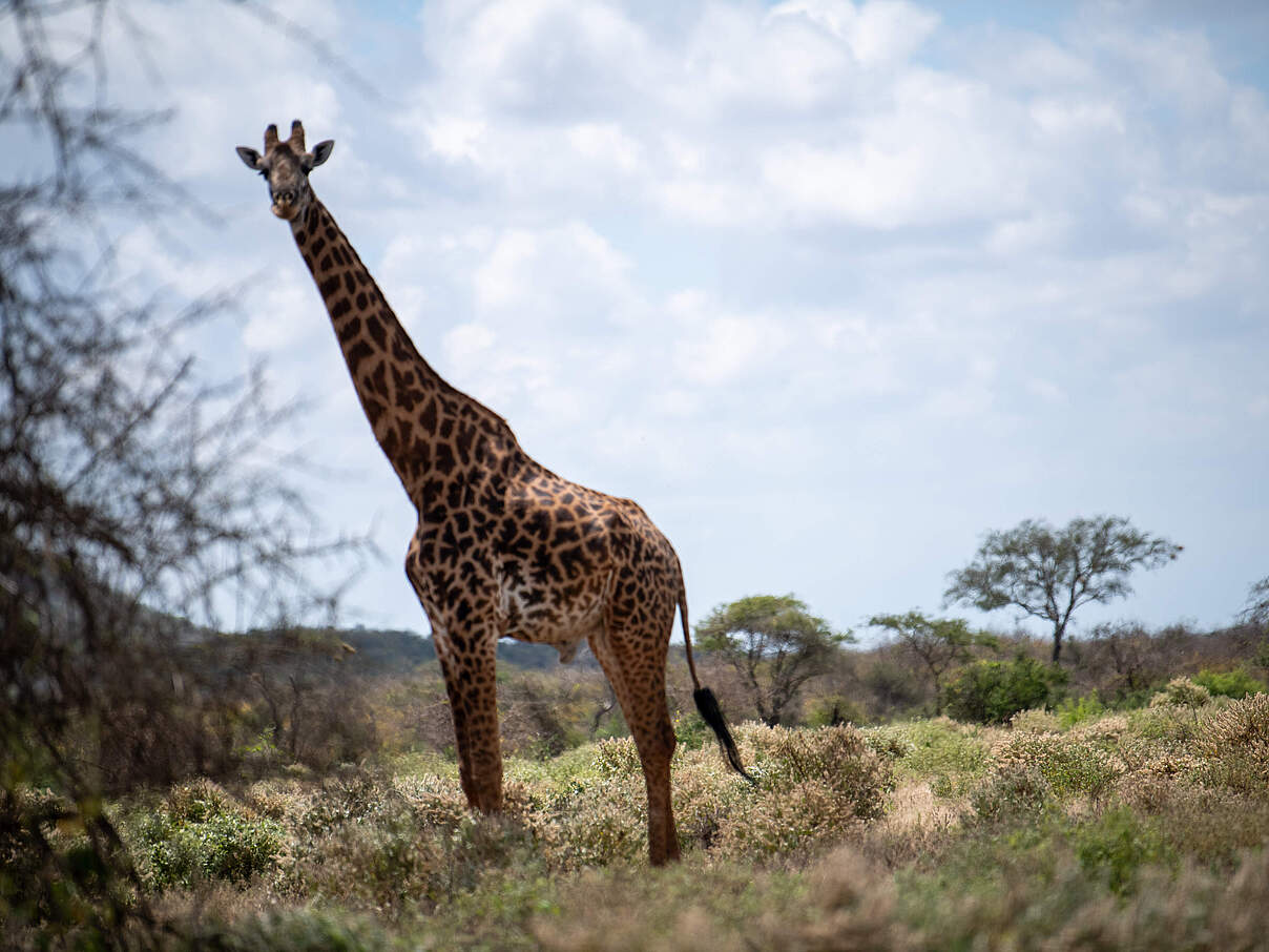 Giraffe im Kitirua Schutzgebiet © Faith Tanui / WWF Kenia