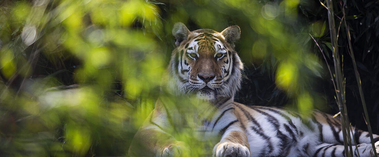 Tiger für Kasachstan in Stichting Leeuw © Tessel in 't Veld