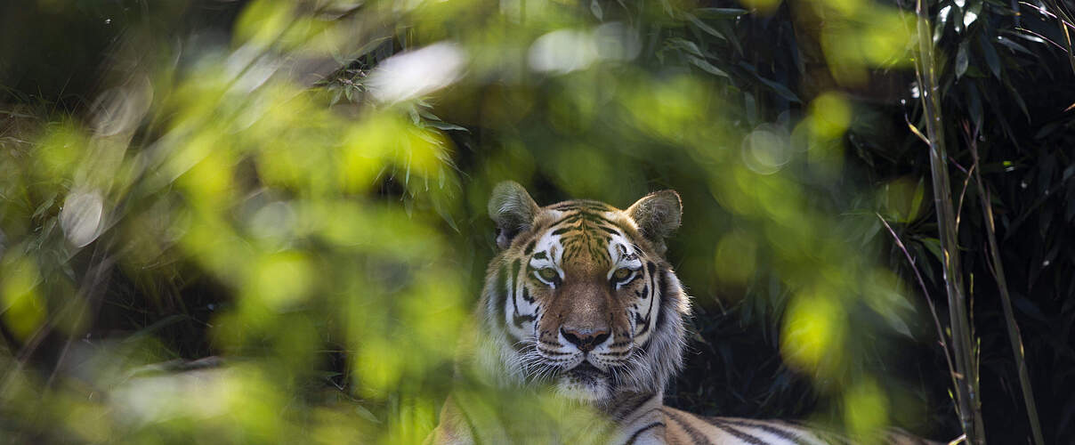 Tiger für Kasachstan in Stichting Leeuw © Tessel in 't Veld