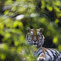 Tiger für Kasachstan in Stichting Leeuw © Tessel in 't Veld