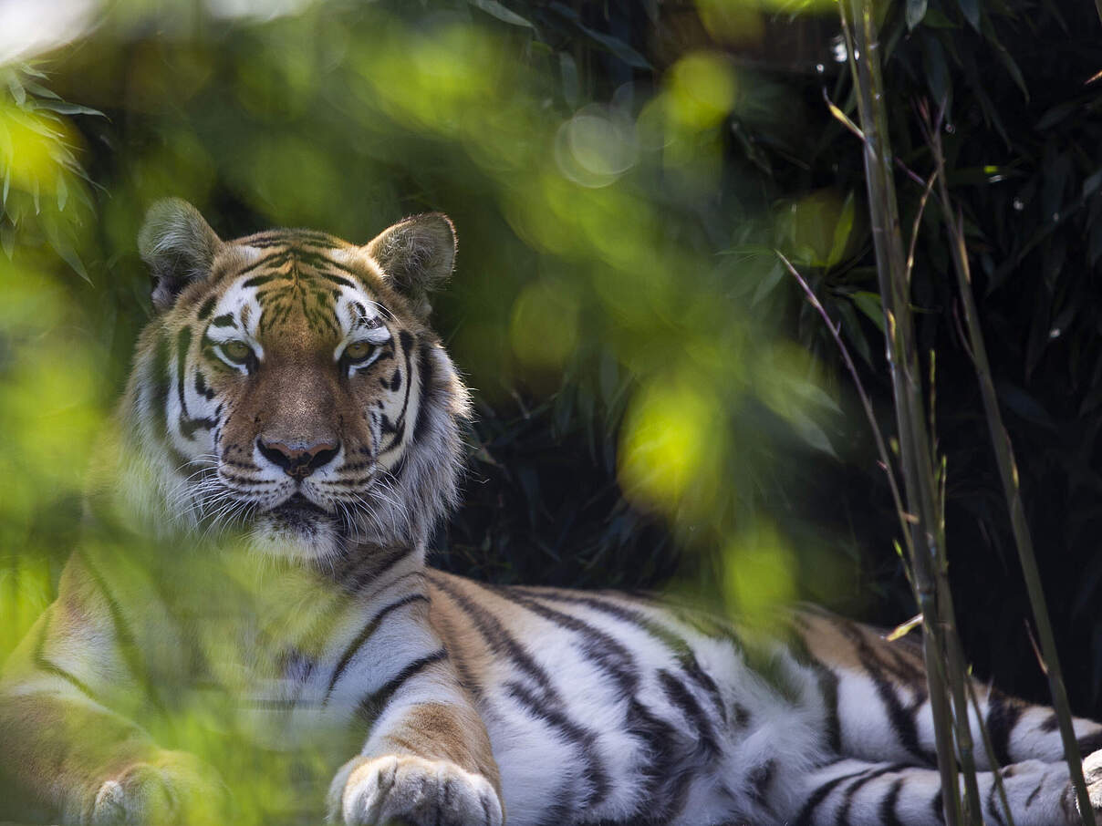 Tiger für Kasachstan in Stichting Leeuw © Tessel in 't Veld