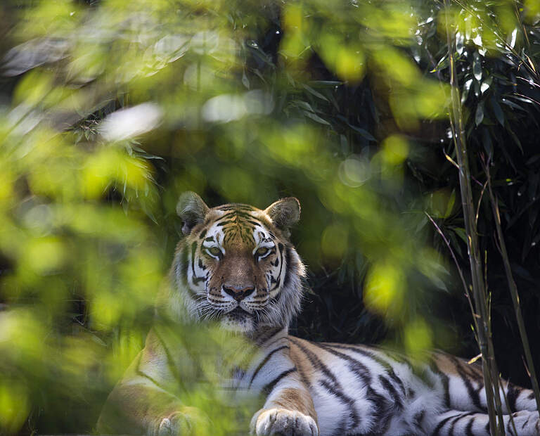 Tiger für Kasachstan in Stichting Leeuw © Tessel in 't Veld