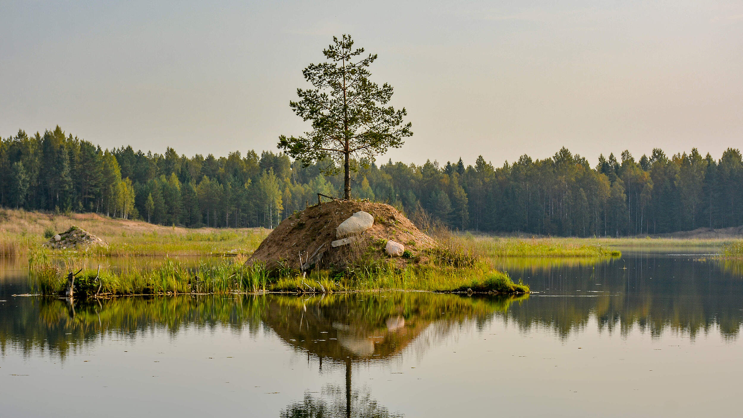 Pinie auf einer kleinen Insel © Z. A. Kurenkova