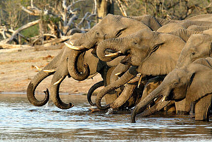 Eine Herde afrikanischer Elefanten © Michael Poliza / WWF