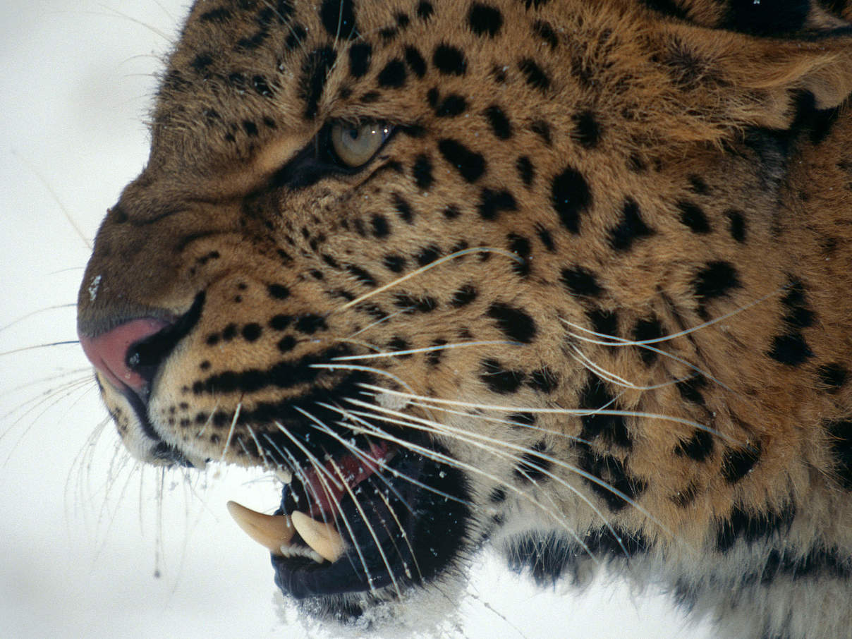 Amur Leopard im Schnee © Lynn M. Stone / WWF