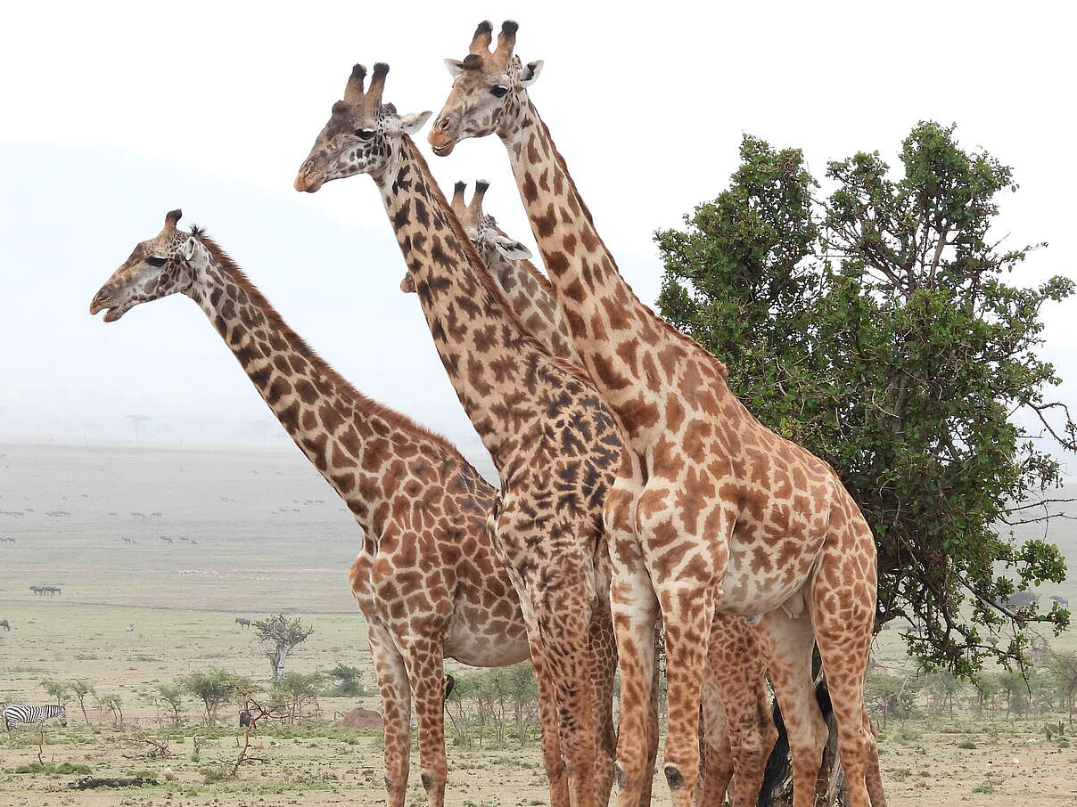 Giraffen sind durch Wilderei und Zäune stark gefährdet © Elephant Aware