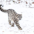 Junger Schneeleopard läuft im Schnee © June Jacobsen / iStock / Getty Images