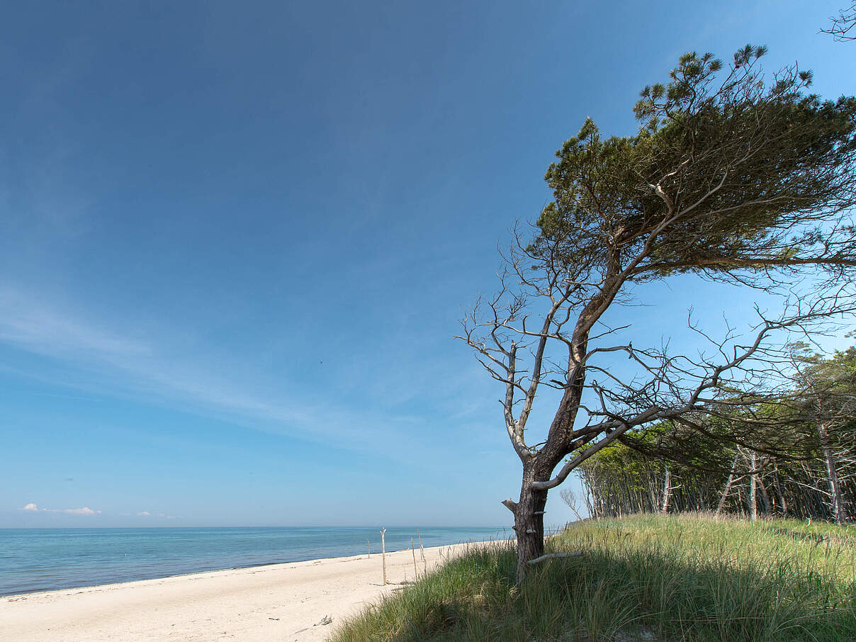 Ostseetrand auf dem Darß © Ralph Frank / WWF