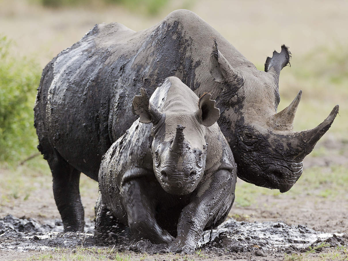 Spitzmaulnashorn mit Jungem in Kenia © naturepl.com / Denis Huot / WWF