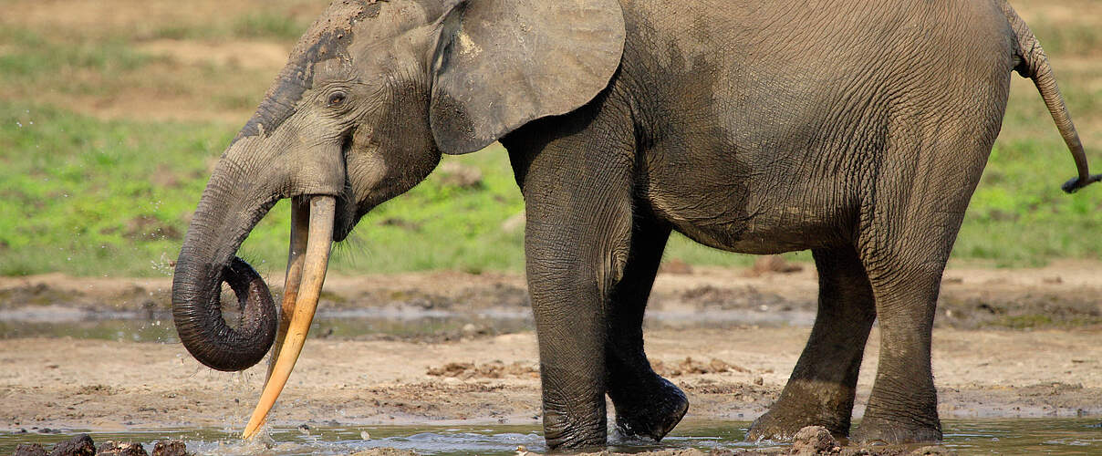 Afrikanischer Waldelefant im Schlamm © Carlos Drews / WWF