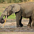 Afrikanischer Waldelefant im Schlamm © Carlos Drews / WWF