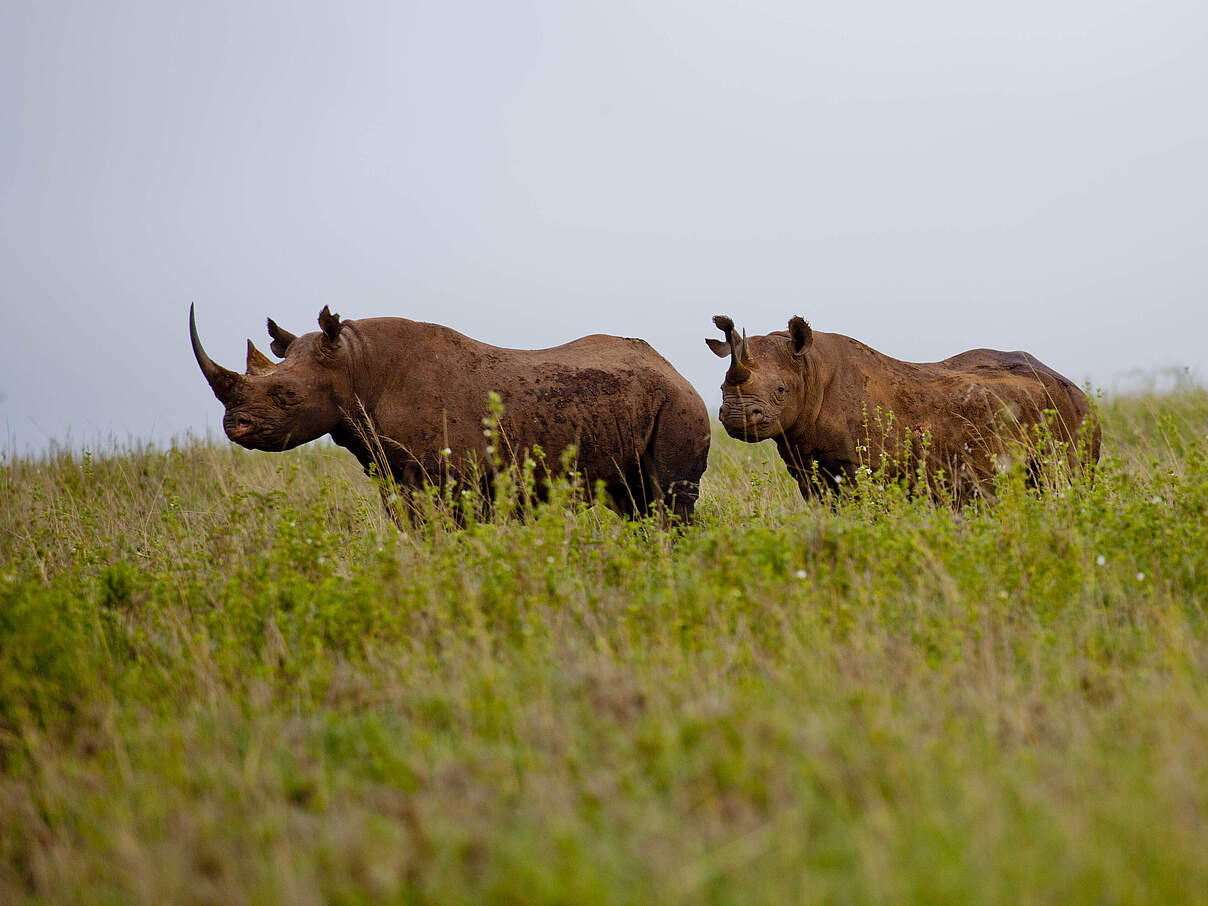 Spitzmaulnashörner im Nairobi Nationalpark Kenia © Greg Armfield / WWF UK