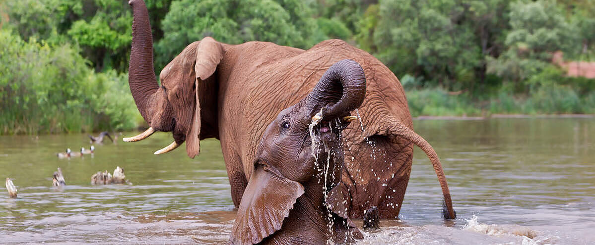 Afrikanische Elefanten: Mutter mit Kalb beim Schwimmen in Südafrika © Martin Harvey / WWF