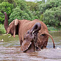 Afrikanische Elefanten: Mutter mit Kalb beim Schwimmen in Südafrika © Martin Harvey / WWF