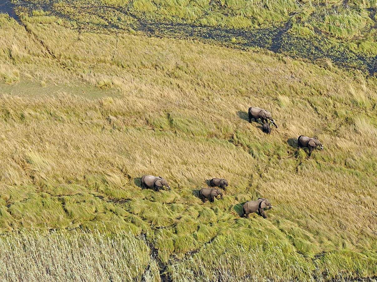 Foto aus dem Flugzeug: Diese Elefanten wurden mitgezählt © KAZA TFCA