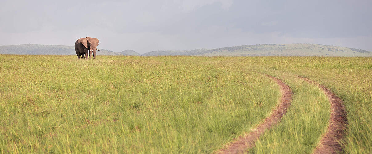 Elefant in der Masai Mara © Daniel Crous / WWF