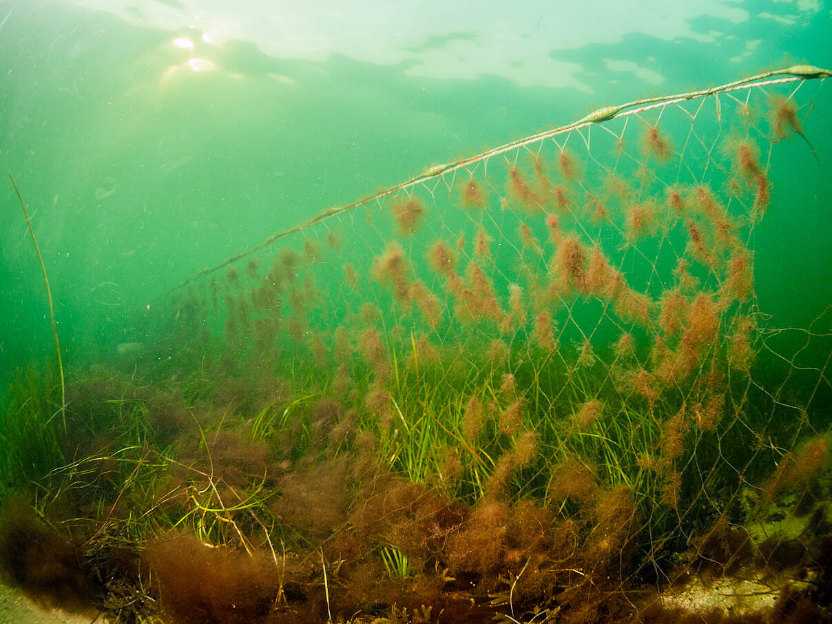 Algen überwachsen ein Geisternetz in einer Seegraswiese © Wolf Wichmann
