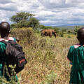 Drei Schüler der Amboseli-Grundschule begegneten auf dem Heimweg von der Schule einem Elefanten © Faith Tanui / WWF Kenia