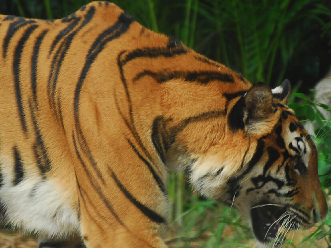 Indochinesischer Tiger © Anton Vorauer / WWF