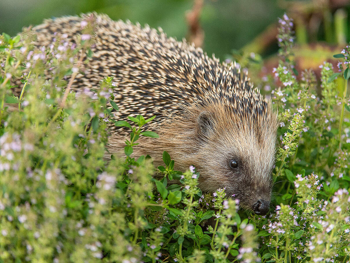 Braunbrustigel im Garten © Ola Jennersten / WWF Schweden