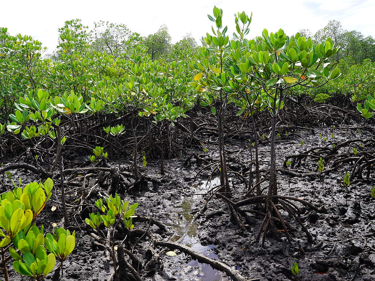Mangroven in Kenia © Julia Forchheim / WWF