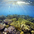 Korallen im Great Barrier Reef © Troy Mayne