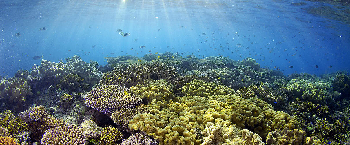 Korallen im Great Barrier Reef © Troy Mayne