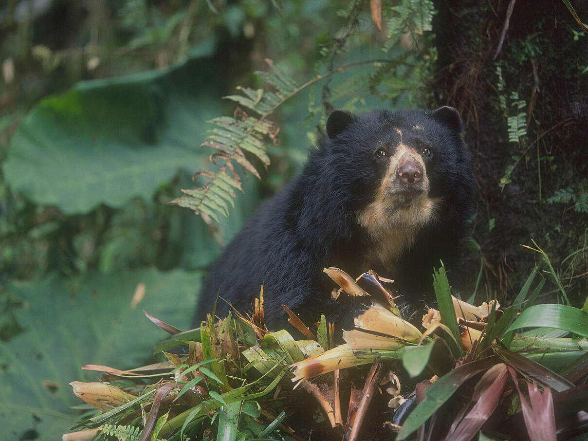 Brillenbären ernähren sich überwiegend pflanzlich © Kevin Schafer / WWF 