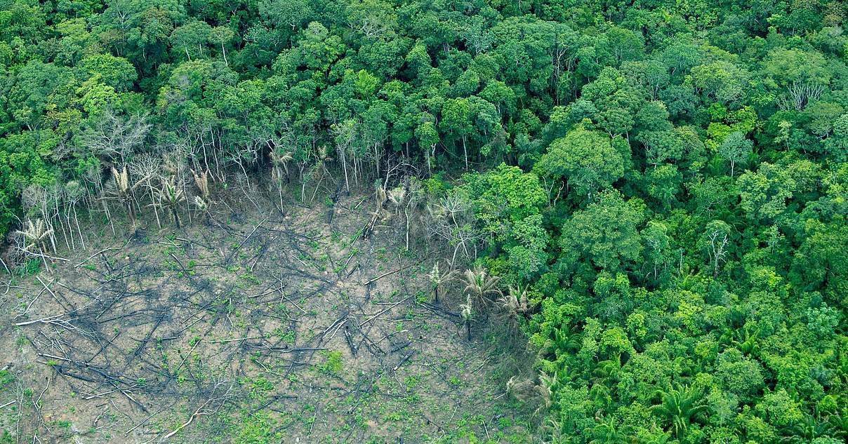 Bolivien Regenwald Aufforstung