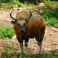 Banteng © Anton Vorauer WWF