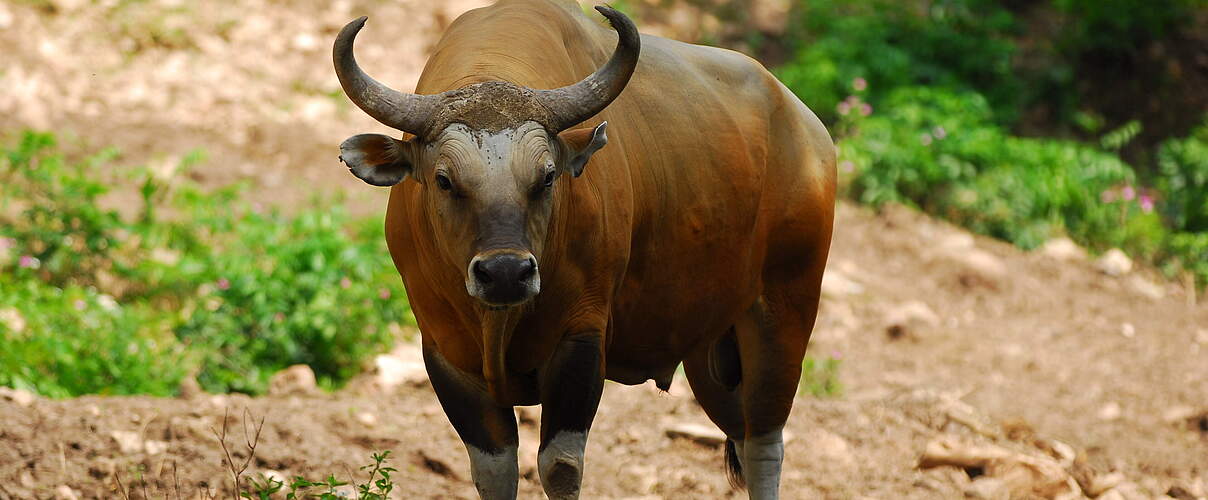 Banteng © Anton Vorauer WWF