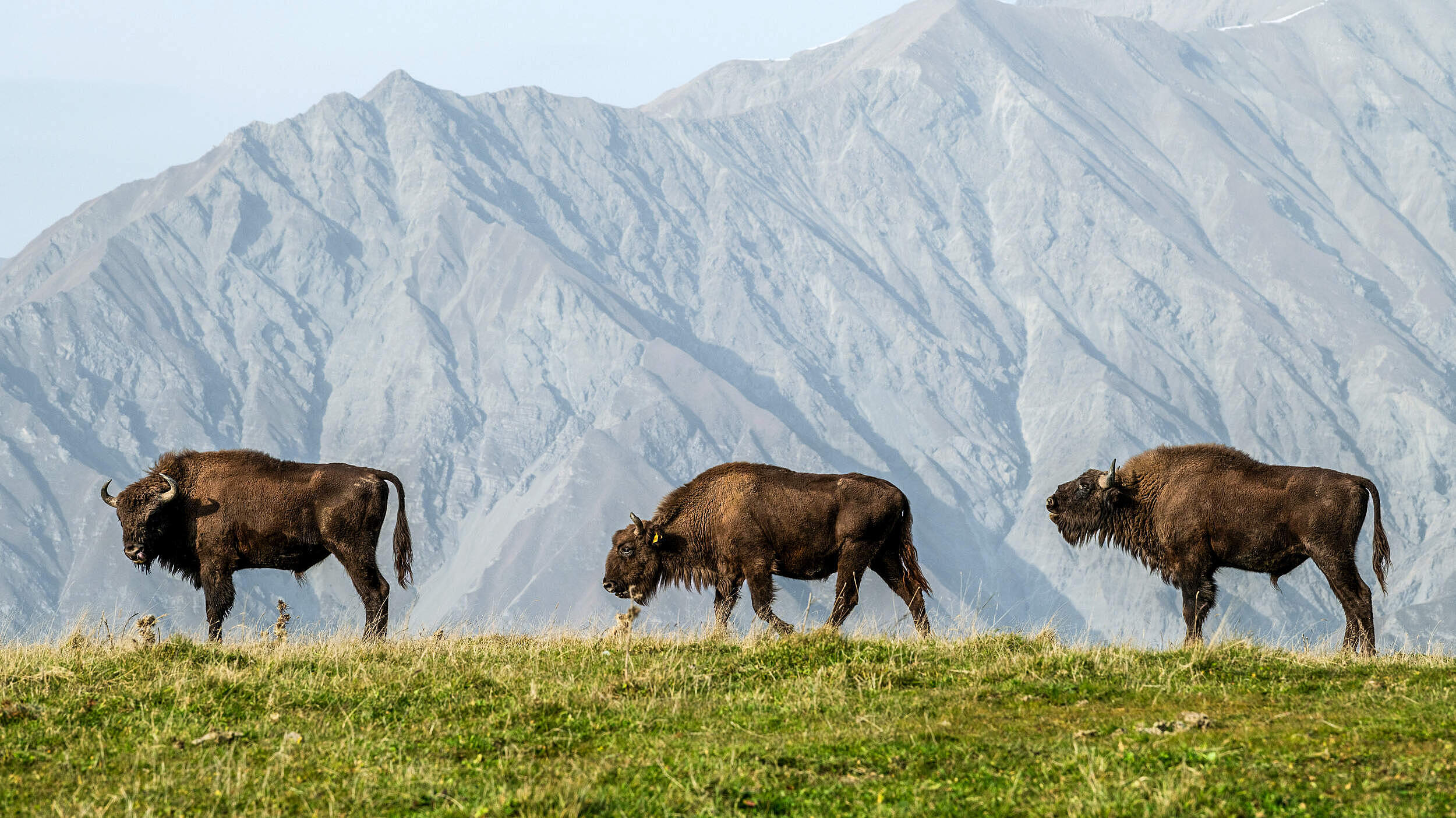 Wisente im Shahdag-Nationalpark im Kaukasus © Emil Khalilov / WWF