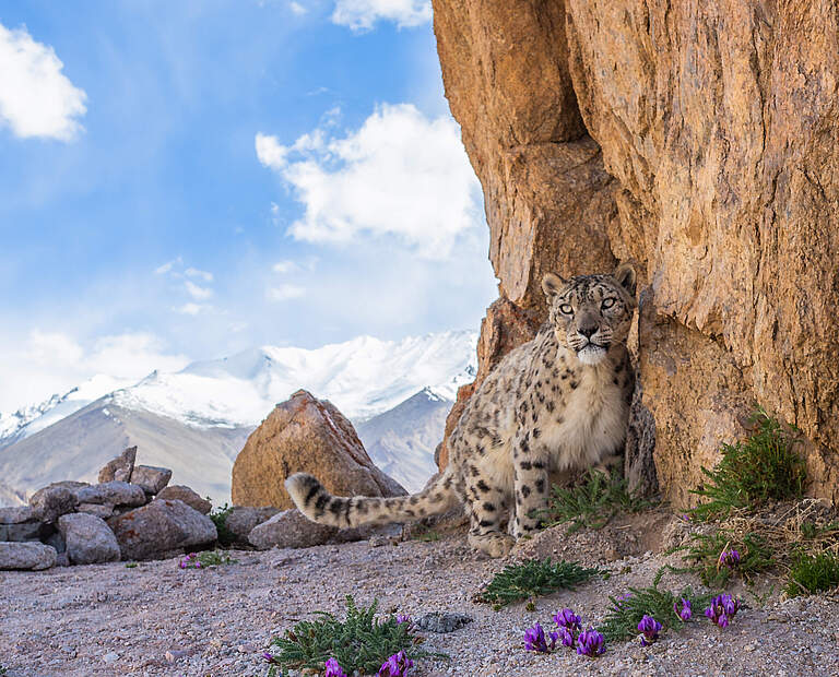 Schneeleopard (Panthera uncia) © Sascha Fonseca / WWF UK