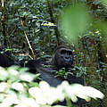 Limo in Dzanga-Sangha © Nuria Ortega / WWF