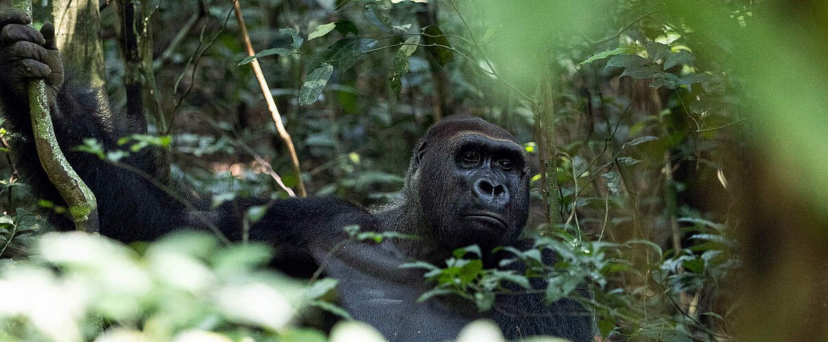 Limo in Dzanga-Sangha © Nuria Ortega / WWF