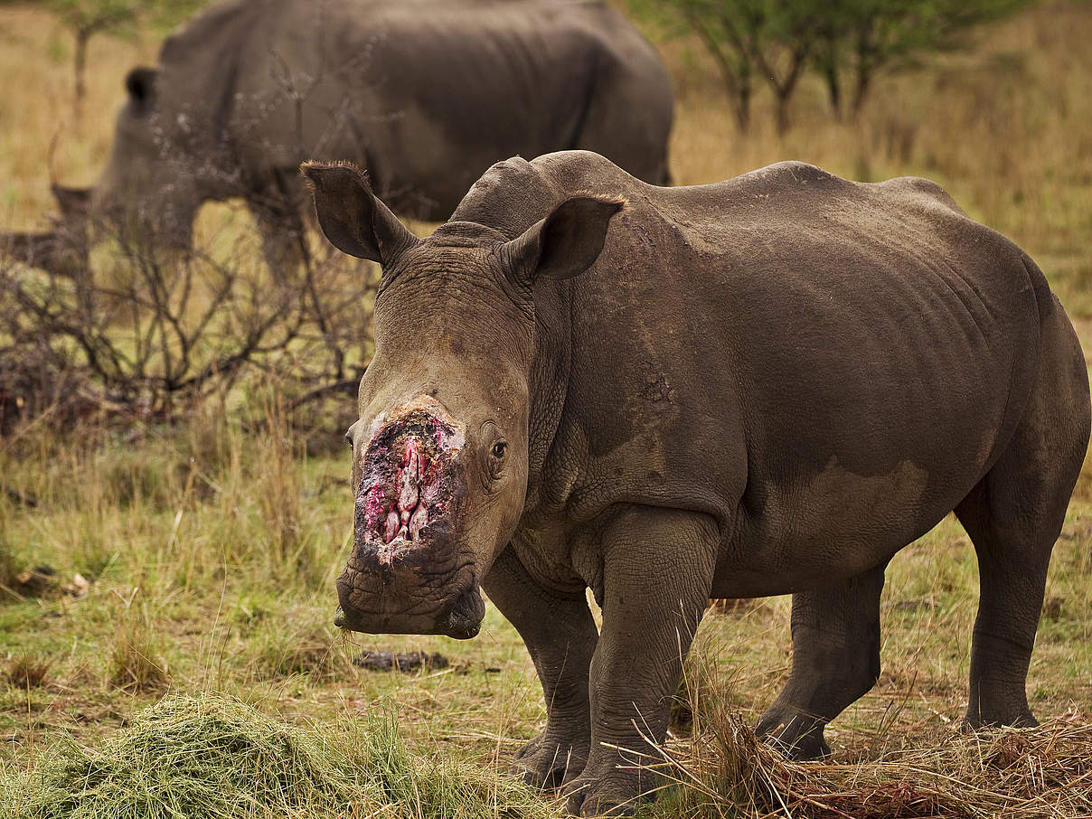 Nashorn-Wilderei © Brent Stirton / Getty Images / WWF-UK