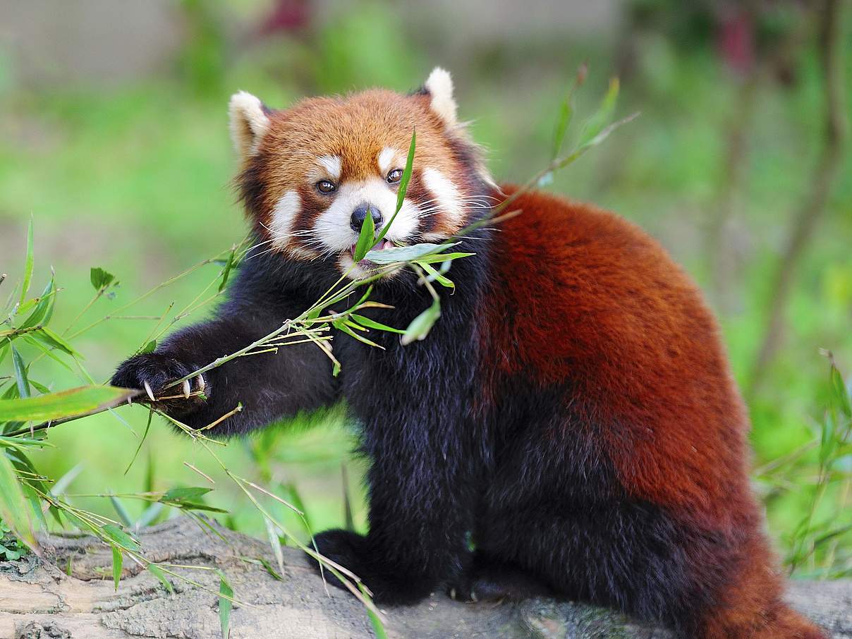 Rote Pandas (Kleine Pandas) im WWF-Artenlexikon