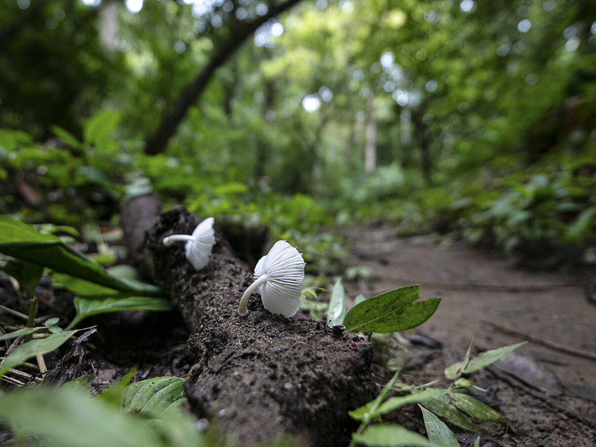 Pilze im Wald © Fílmico Colombia / WWF US