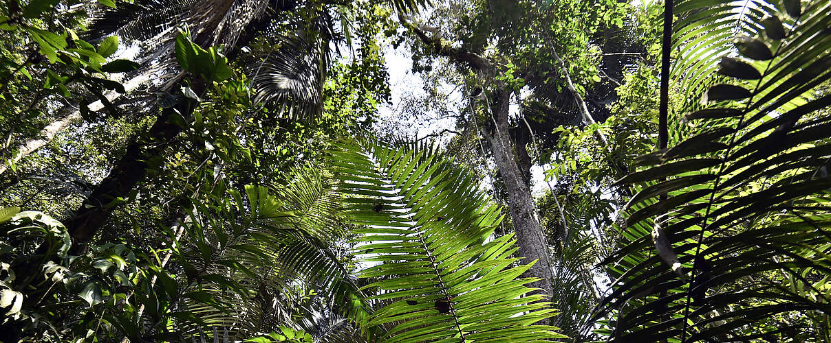 Konsum zerstört Urwald © Adriano Gambarini / WWF Living Amazon Initiative