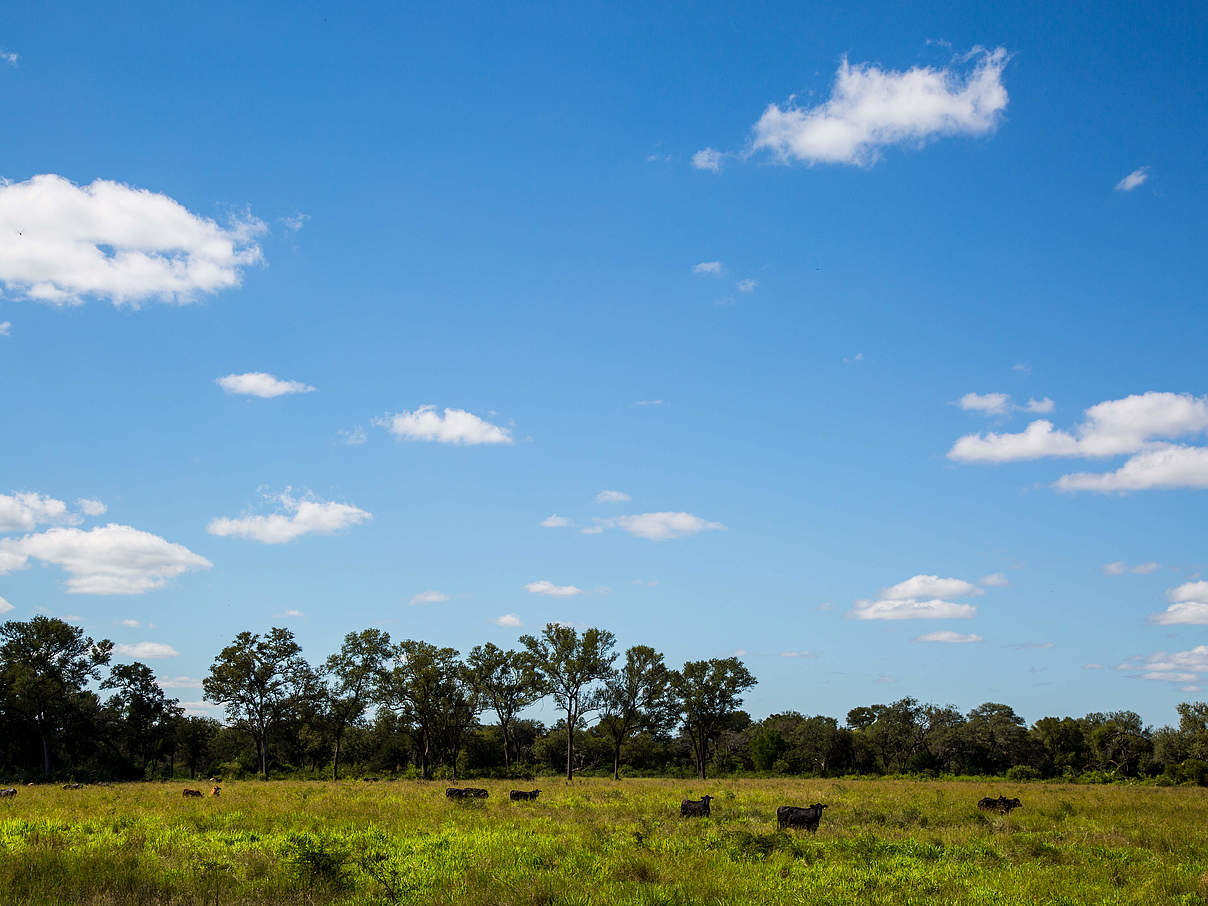 Gran Chaco Region in Argentinien © Jason Houston / WWF-US