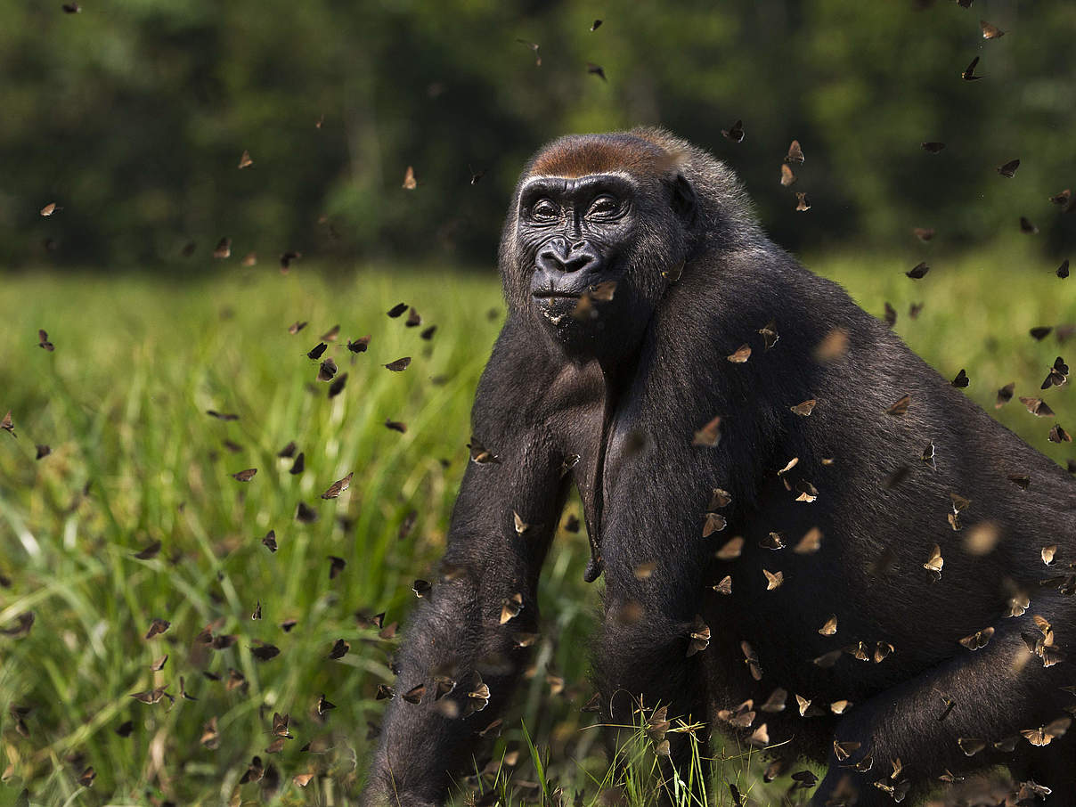 Westlicher Flachlandgorilla in Dzanga Sangha © naturepl.com / Anup Shah / WWF