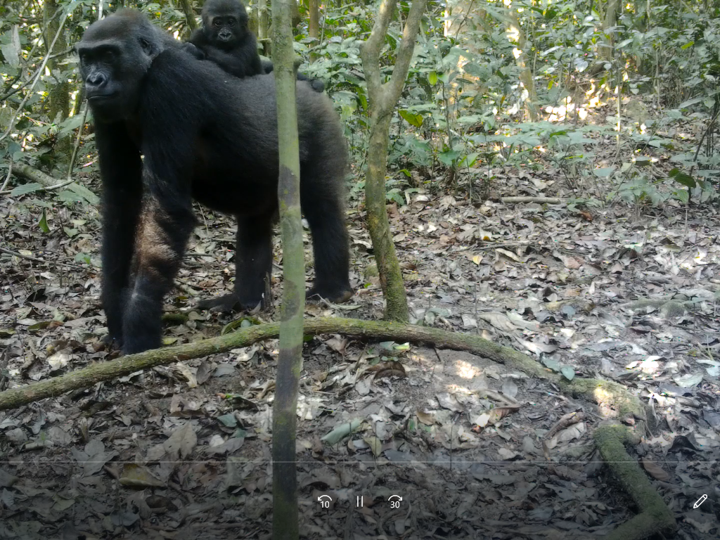 Gorillamutter mit Jungtier in der Kamerafalle © WWF