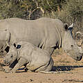 Breitmaulnashorn mit Jungem © Ralph Frank / WWF